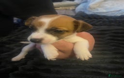 Jack Russell dogs for sale: Jack Russel’s puppies - Image 10