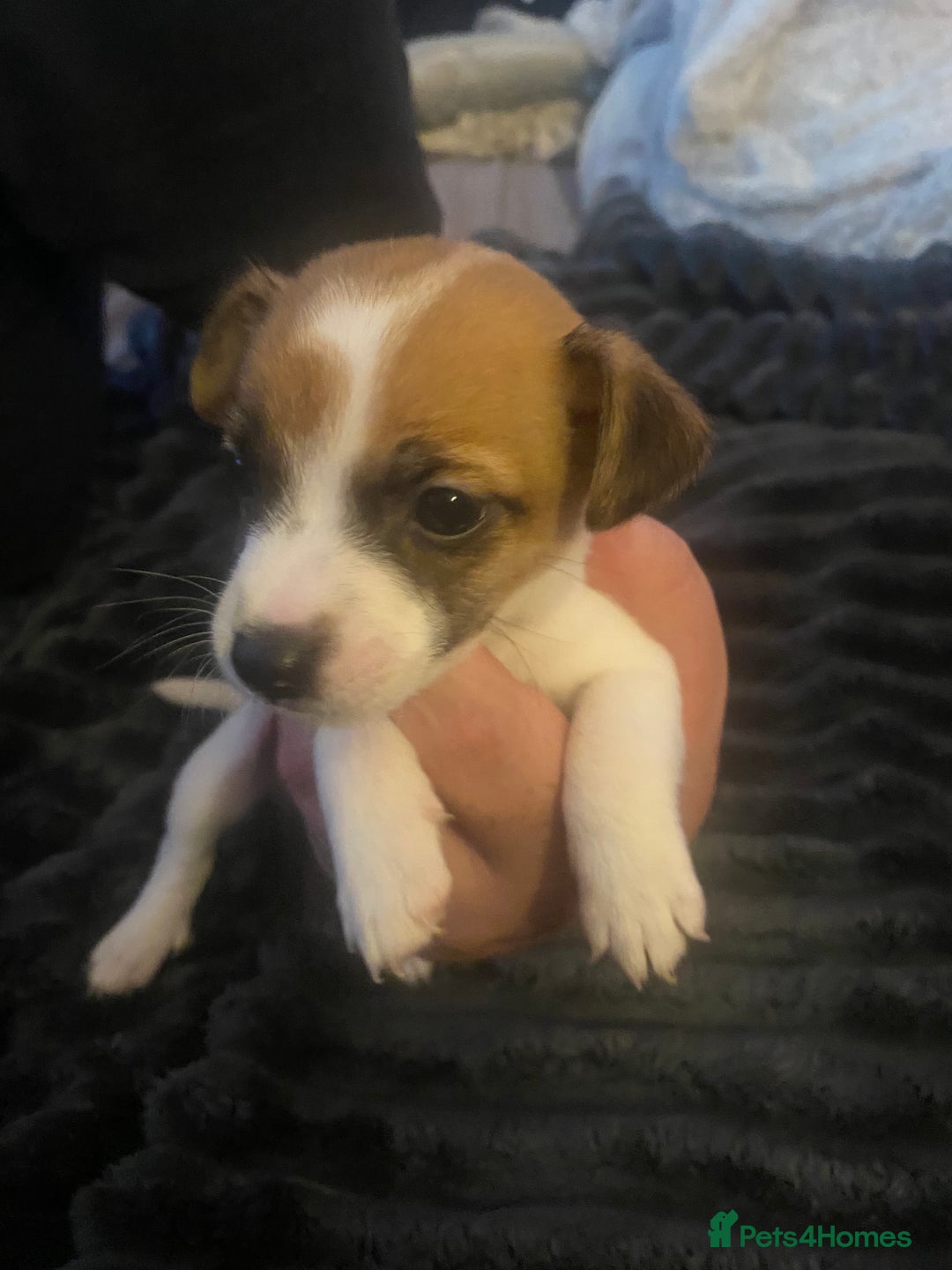 Jack Russell dogs for sale: Jack Russel’s puppies - Image 10