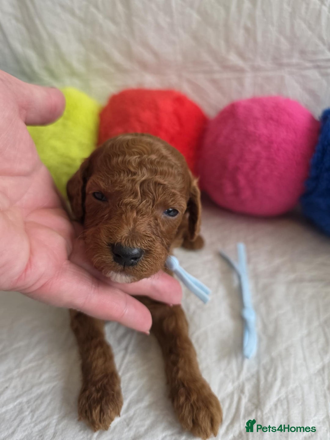 Mini Goldendoodle dogs for sale: 👑Superb Rare Toy/Mini Deepest Red Goldendoodles👑 - Image 15