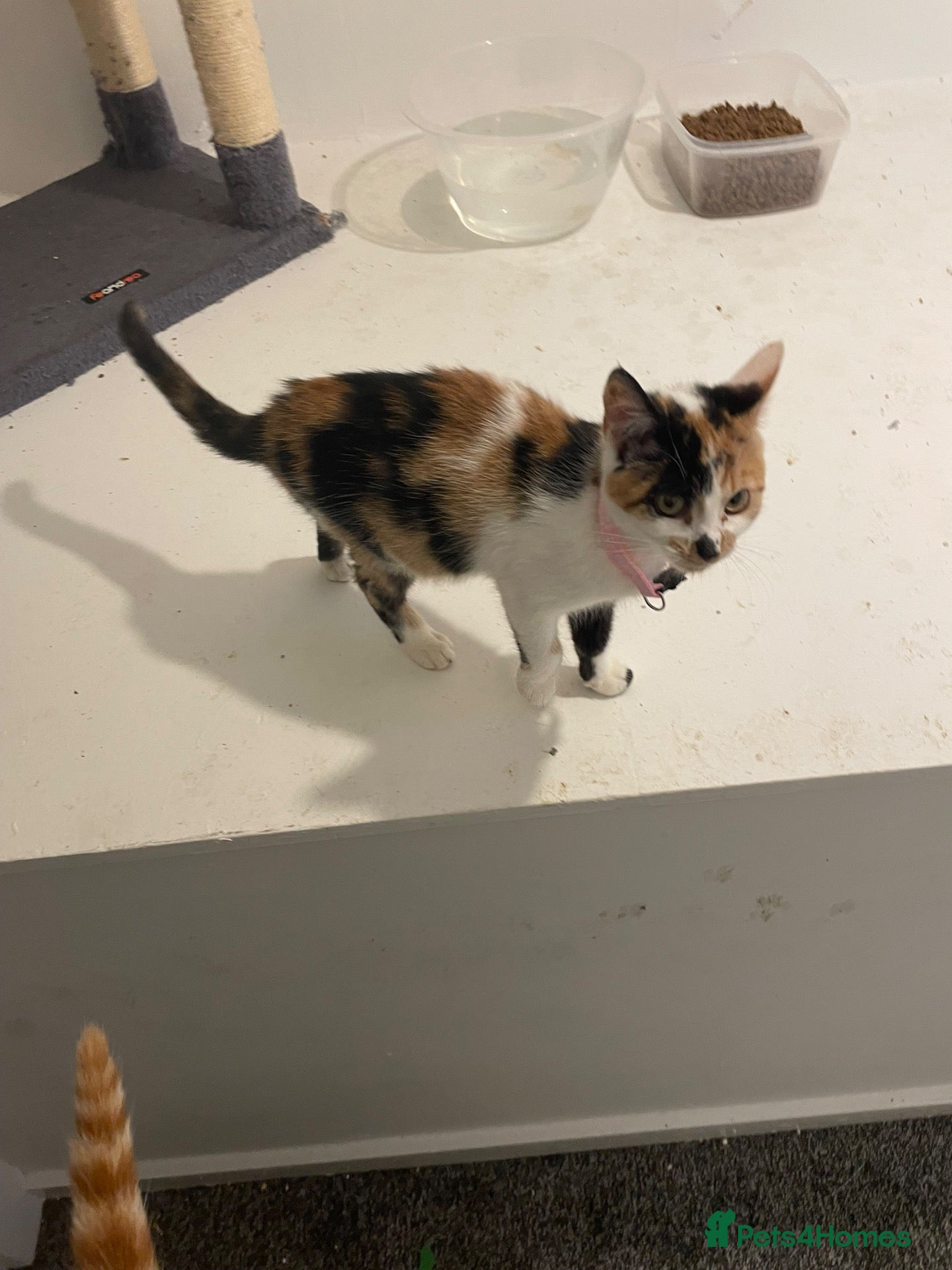 Mixed Breed cats Here is two beautiful cats one female and one male - Advert 11