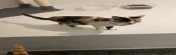 Mixed Breed cats for sale: Here is two beautiful cats one female and one male - Advert 1