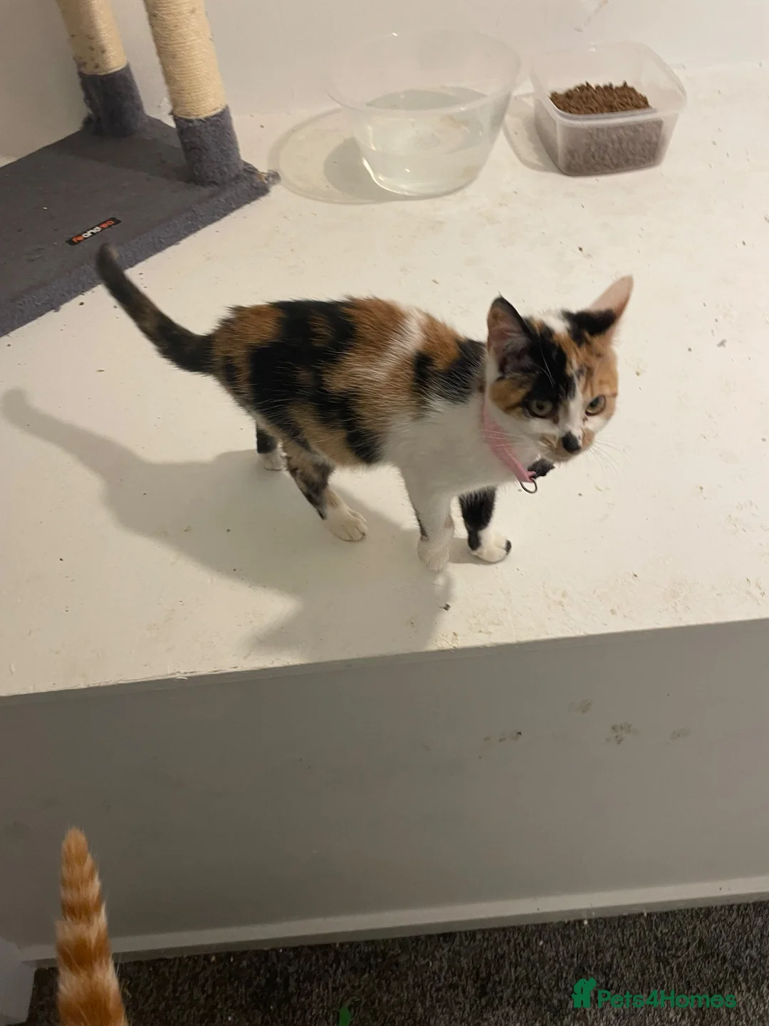 Mixed Breed cats for sale: Here is two beautiful cats one female and one male - Advert 1