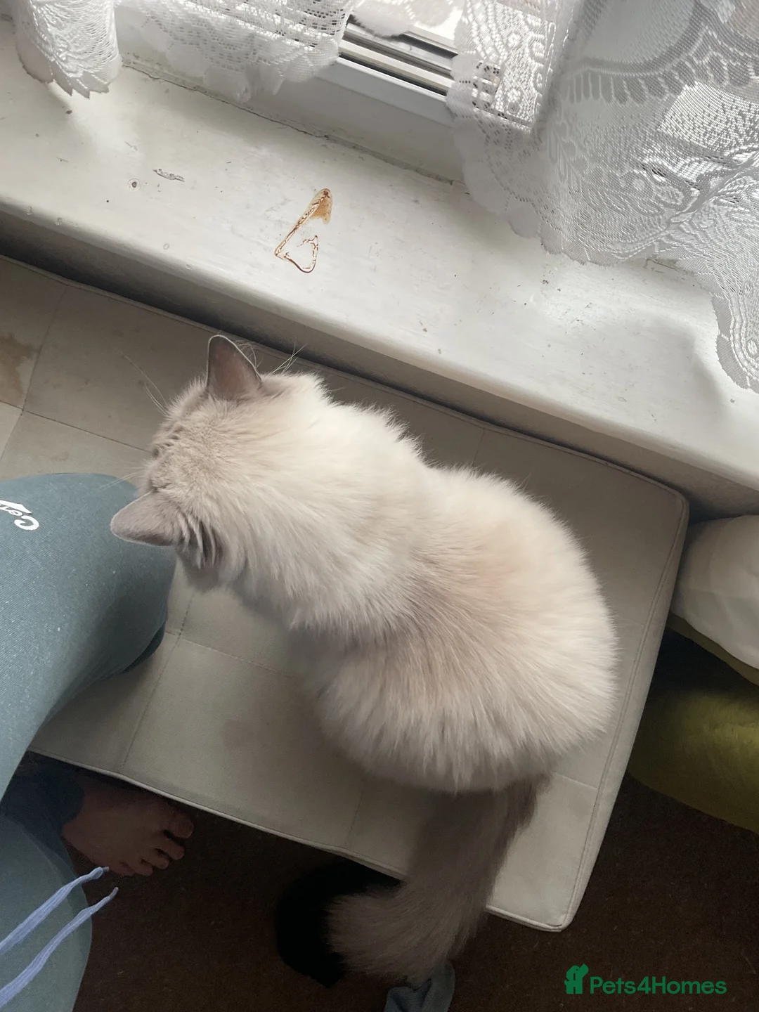 Ragdoll cats for sale: Millicent Brett  in Retford - Advert 3