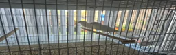 Mixed Breed birds for sale: Cannry 30  and cannry and  cage 50 - Advert 2