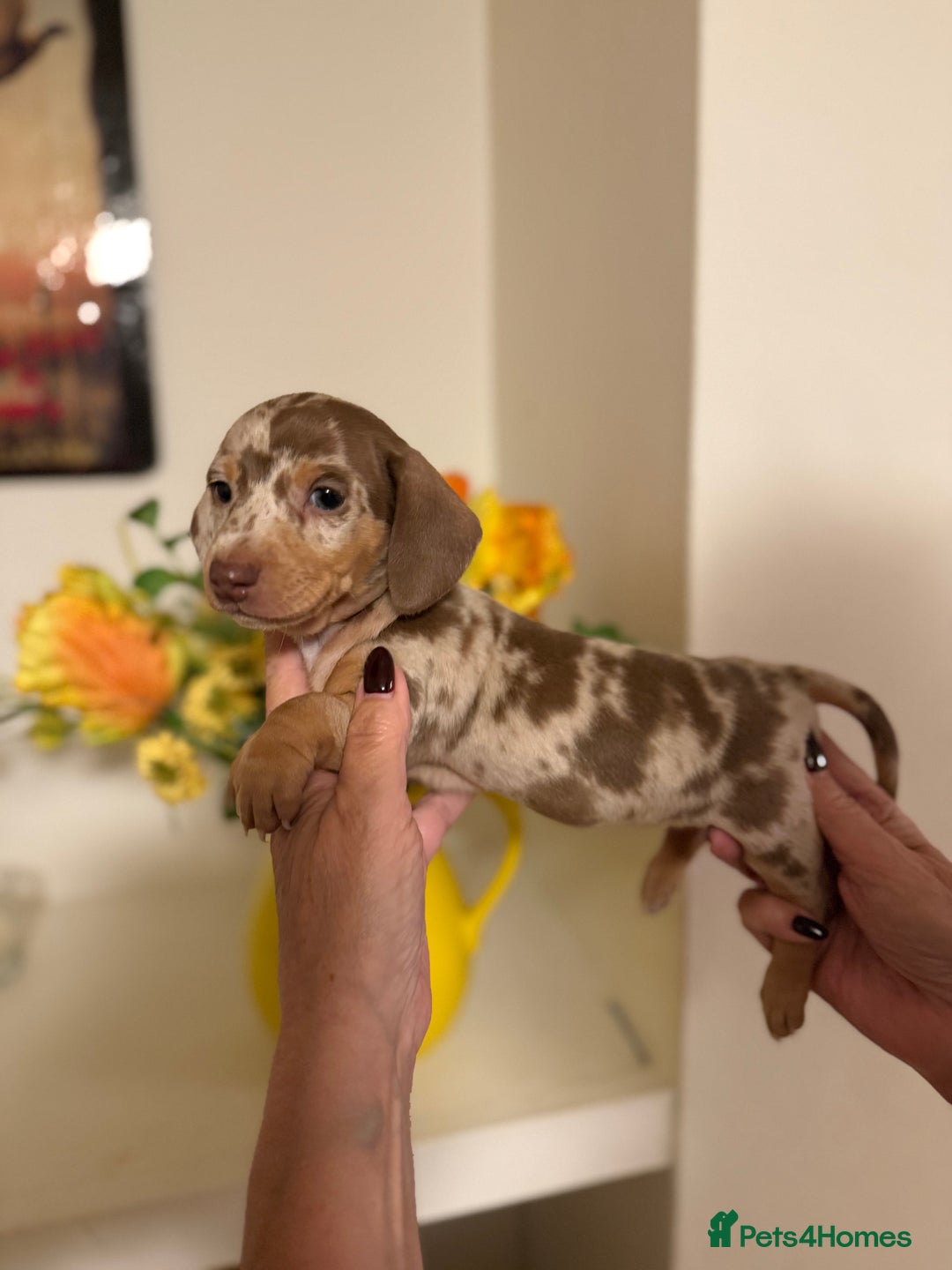 Miniature Dachshund dogs for sale: BEAUTIFUL MINIATURE DACHSHUND DAPPLE FEMALE K.C - Image 2