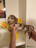 Miniature Dachshund dogs - Advert 13