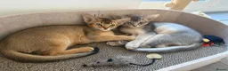 Abyssinian cats for sale: 🐾 Two Gorgeous Abyssinian Kittens 🐈‍⬛ - Advert 18
