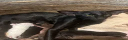 Oriental cats for sale: Exceptional show quality Orientals and Siamese  - Advert 40