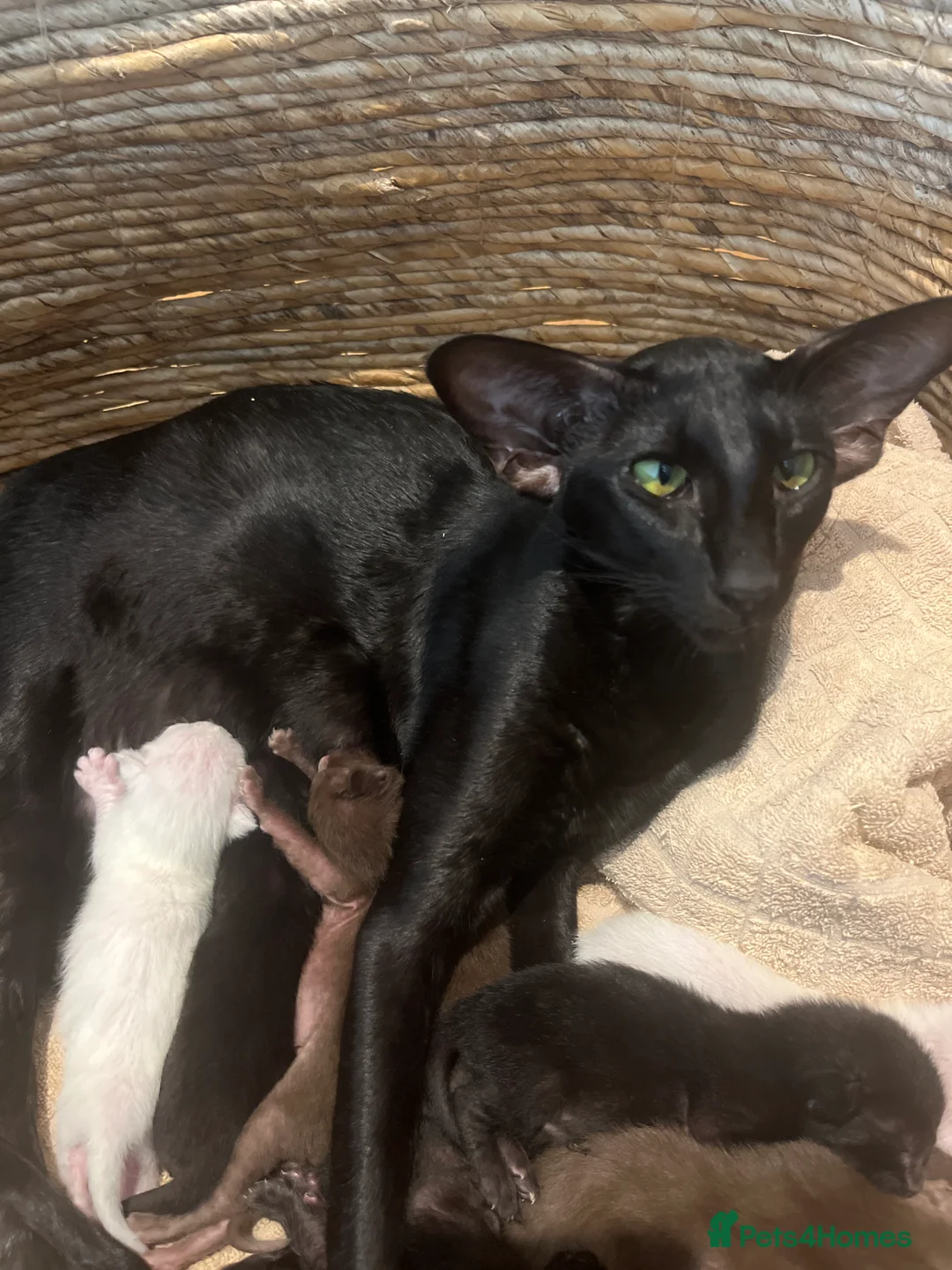 Oriental cats for sale: Exceptional show quality Orientals and Siamese  - Advert 40
