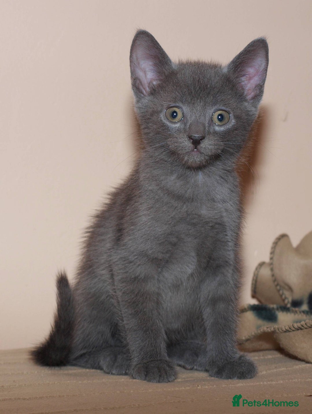 Russian Blue cats for sale: Russian Blue Kittens - 2 Boys left - Image 13
