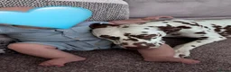 Dalmatian dogs for sale: 😍Gorgeous KC Registered Liver spotted Dalmatians. - Advert 15