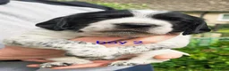 Mixed Breed dogs for sale: Cocker x sprollie  - Advert 3
