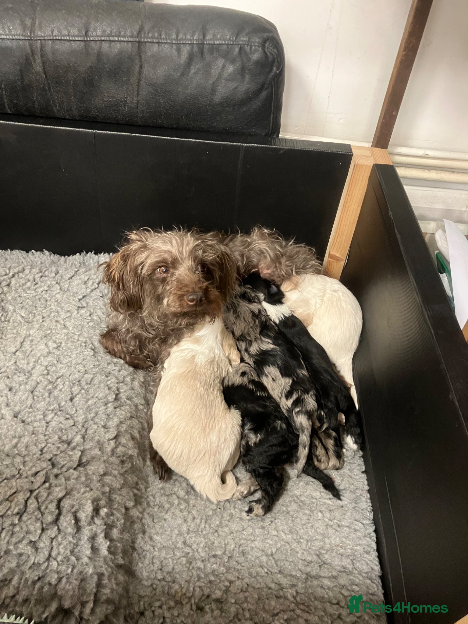 Mixed Breed dogs Cockapoo Merle f1b x Jackapoo f1b “cockajackpoo” - Advert 2