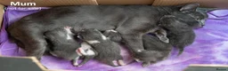 Russian Blue cats for sale: Russian Blue Cross Boy Kitten – Trevor - Advert 4