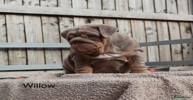 English Bulldog dogs - Advert 2