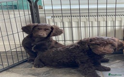 Australian Labradoodle dogs for sale: Pure Australian Labradoodles - READY TO LEAVE  - Image 9