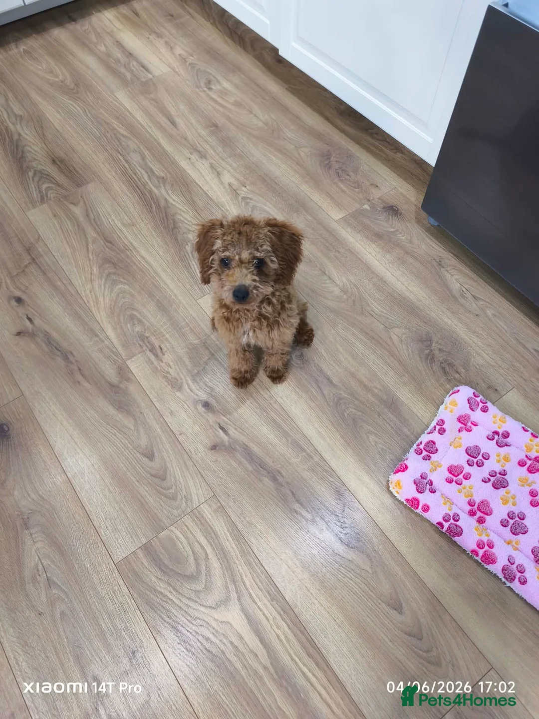 Toy Poodle dogs for sale: Molly  in Swadlincote - Advert 2