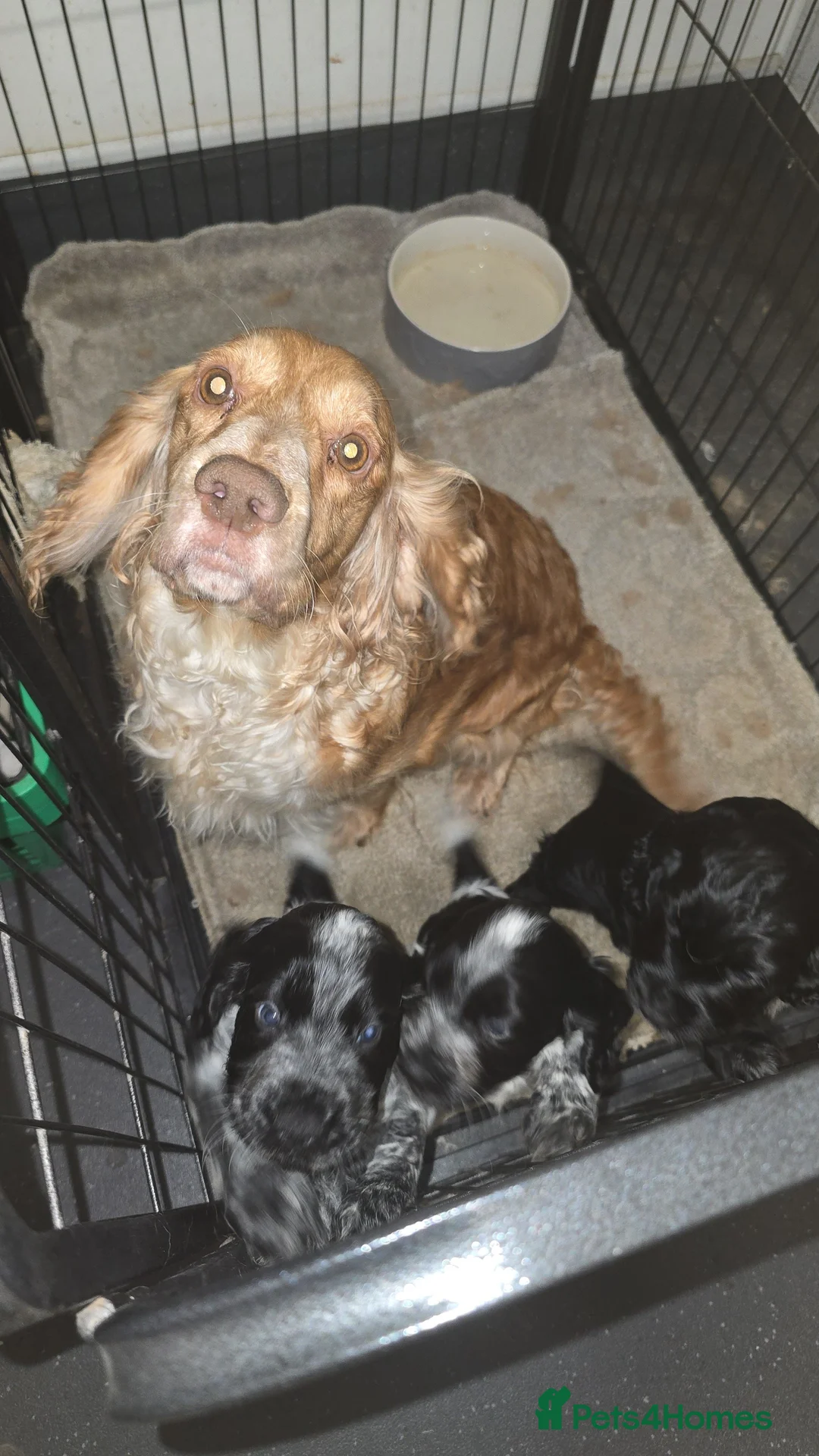 Cocker Spaniel dogs for sale: Cocker spaniel pups - Advert 1