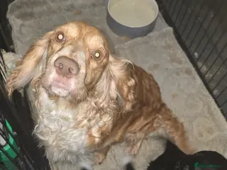 Cocker Spaniel dogs Cocker spaniel pups - Advert 1