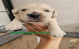 Golden Retriever dogs for sale: Lovely Golden Retriever puppies ❤️  - Image 11
