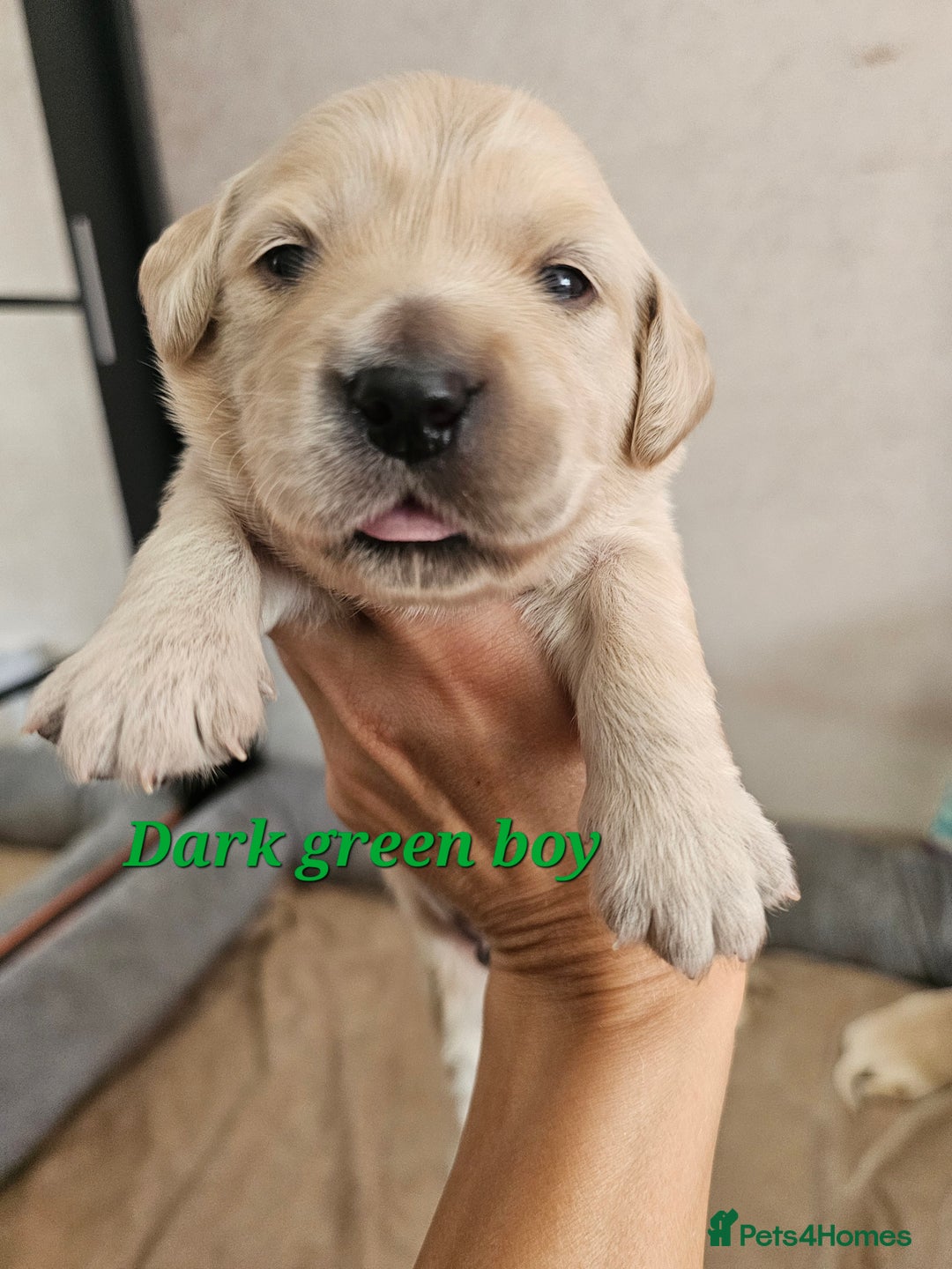 Golden Retriever dogs for sale: Lovely Golden Retriever puppies ❤️  - Image 11