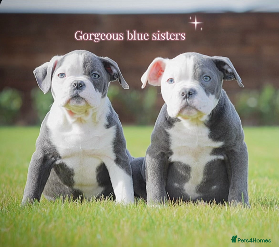 Old Tyme Bulldog dogs 23 years 5⭐️Rated Licensed professionals  - Advert 1