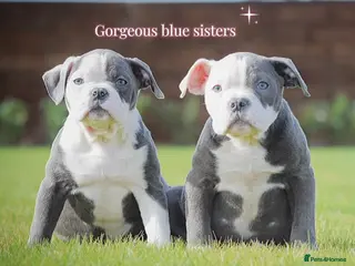 Old Tyme Bulldog dogs 23 years 5⭐️Rated Licensed professionals - Advert 1