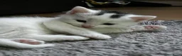 Mixed Breed cats for sale: Adorable Kittens for Sale – Black Boy & White Girl - Advert 5
