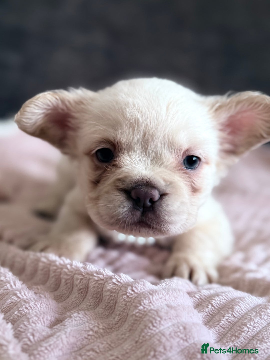 French Bulldog dogs for sale: FLUFFY FRENCH BULLDOGS - Image 8