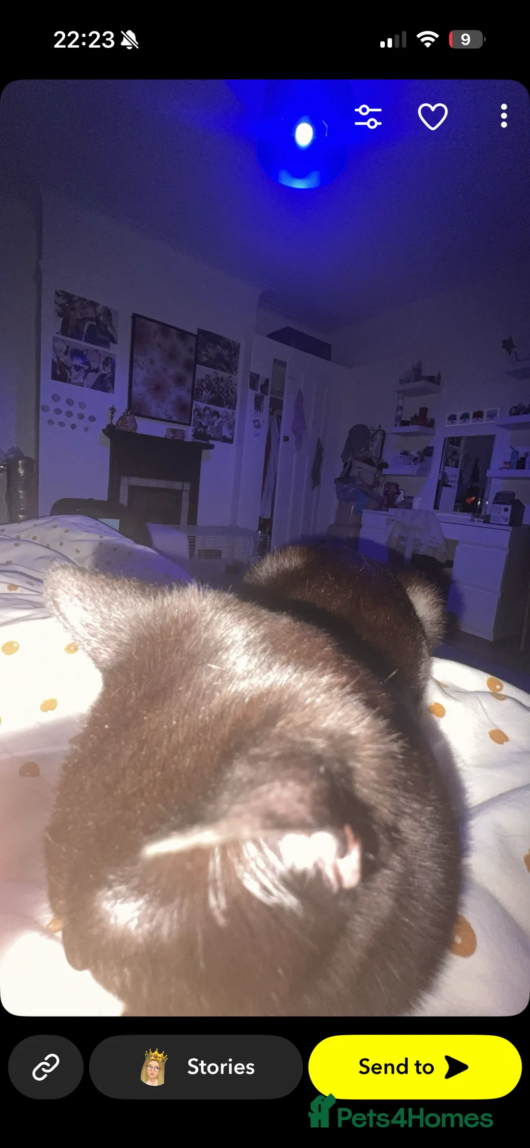 Mixed Breed cats for sale: Male cat - Advert 2