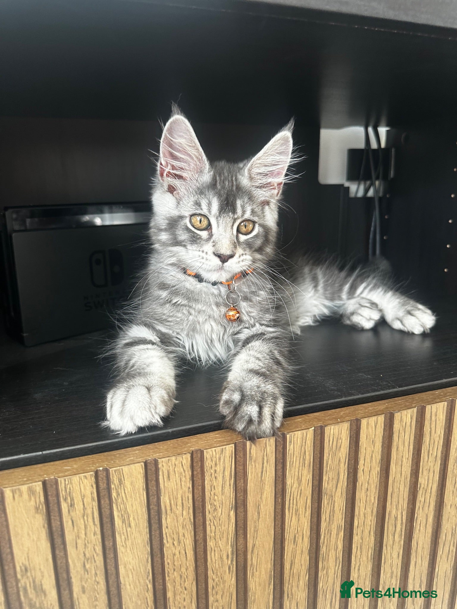 Maine Coon cats Pedagree GCCF Registered Maine Coon Kittens - Advert 1