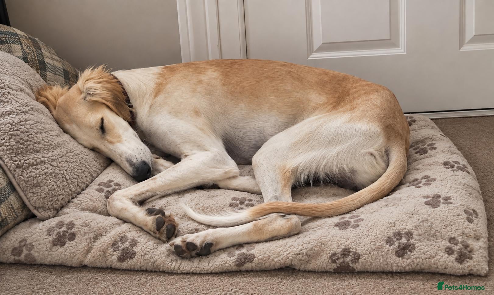 Mixed Breed dogs Absolutely beautiful almost pure Saluki girl  - Advert 7
