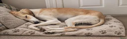 Mixed Breed dogs for sale: Absolutely beautiful almost pure Saluki girl  in Barnsley - Advert 1