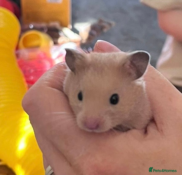 Hamster rodents Baby Syrian hamster - Advert 1