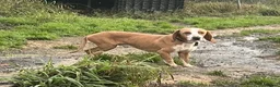Mixed Breed dogs for adoption: Txiru  in Alfreton - Advert 3
