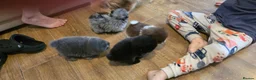 Pomeranian dogs for sale: Micro Pomeranians  in Dartford - Advert 24