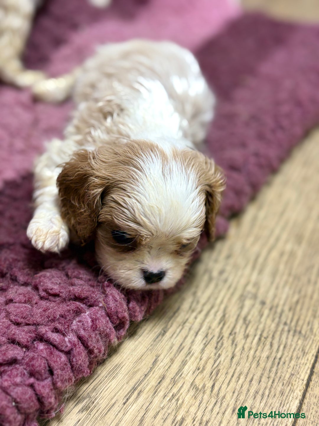 Cavalier King Charles Spaniel dogs for sale: Specialist Health Tested Cavalier King Charles  - Advert 7