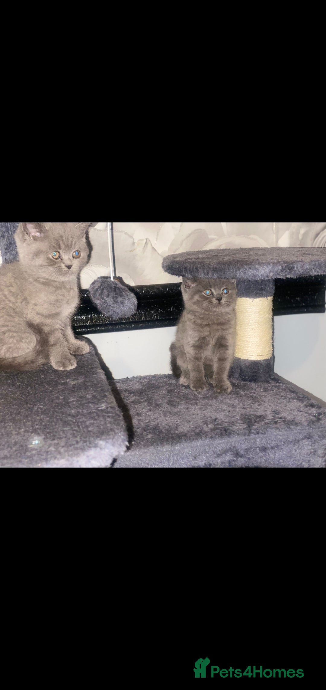 British Shorthair cats for sale: Beautiful Blue British Shorthair Kittens - Image 19