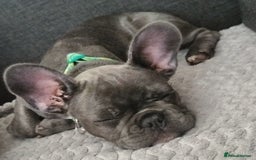 French Bulldog dogs for sale: Lady Grey 🩶 - Image 8