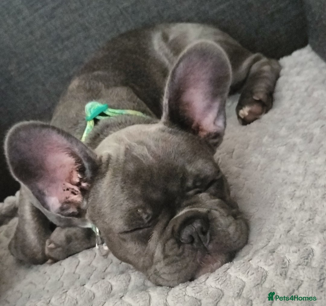 French Bulldog dogs for sale: Lady Grey 🩶 - Image 8