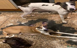 Lurcher dogs for sale: Eight gorgeous mix breed pups - Image 23