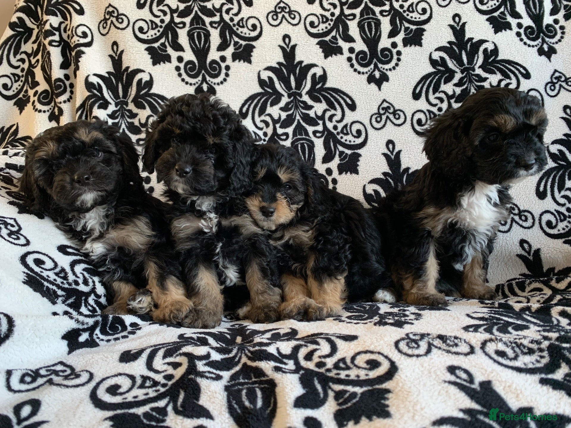 Cavapoo dogs F1 Cavapoos  - Advert 1
