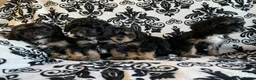 Cavapoo dogs for sale: F1 Cavapoos  - Advert 1
