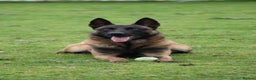 Belgian Shepherd Dog dogs for sale: Belgian Malinois is due before 5th of January - Advert 19