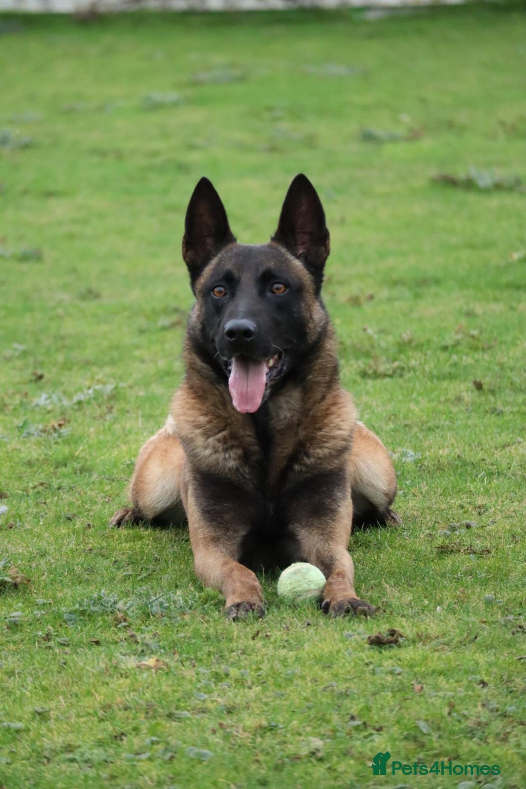 Belgian Shepherd Dog dogs for sale: Belgian Malinois is due before 5th of January - Advert 19