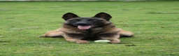 Belgian Shepherd Dog dogs for sale: KC Registered Belgian Malinois - Advert 7
