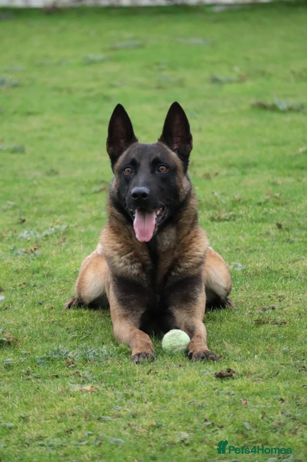 Belgian Shepherd Dog dogs for sale: KC Registered Belgian Malinois - Advert 7