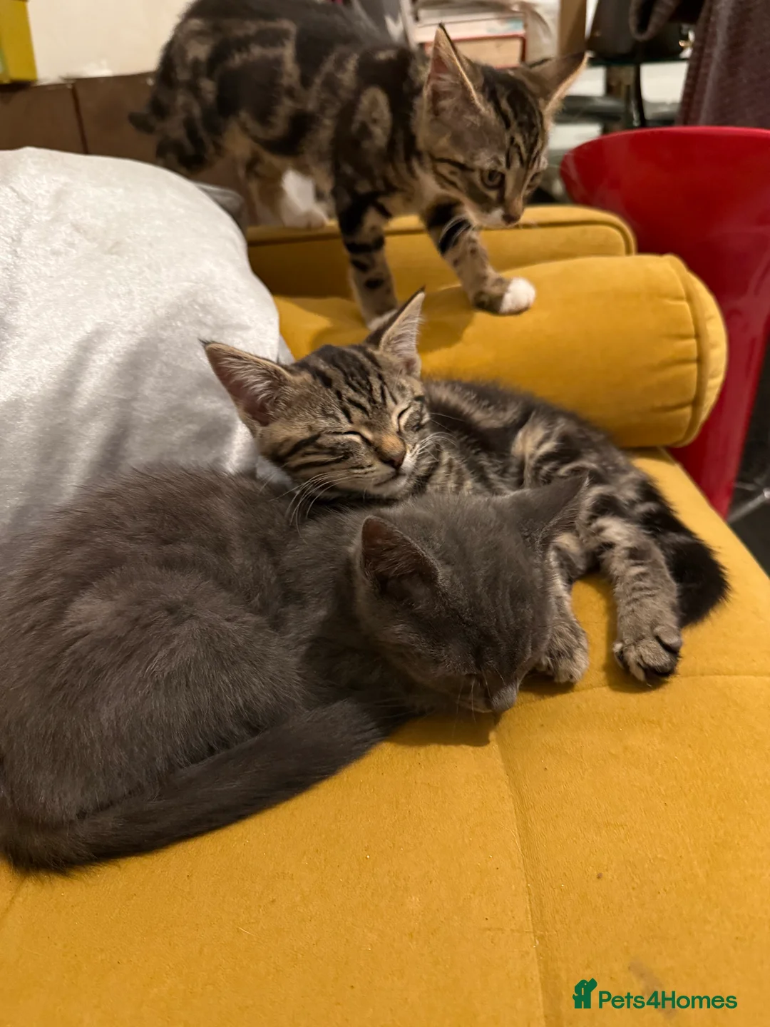 British Shorthair cats for sale: 3 cute and friendly kittens. 1 grey, 2 tabby - Advert 7