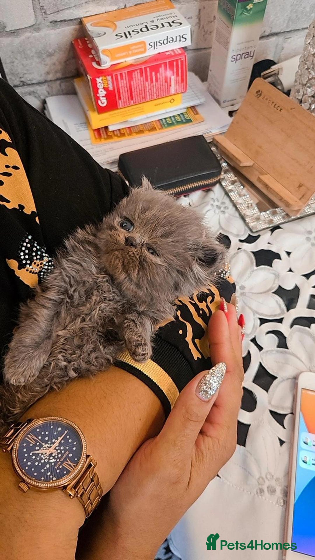 Persian cats for sale: Full pedigree Persian kittens available  - Image 4