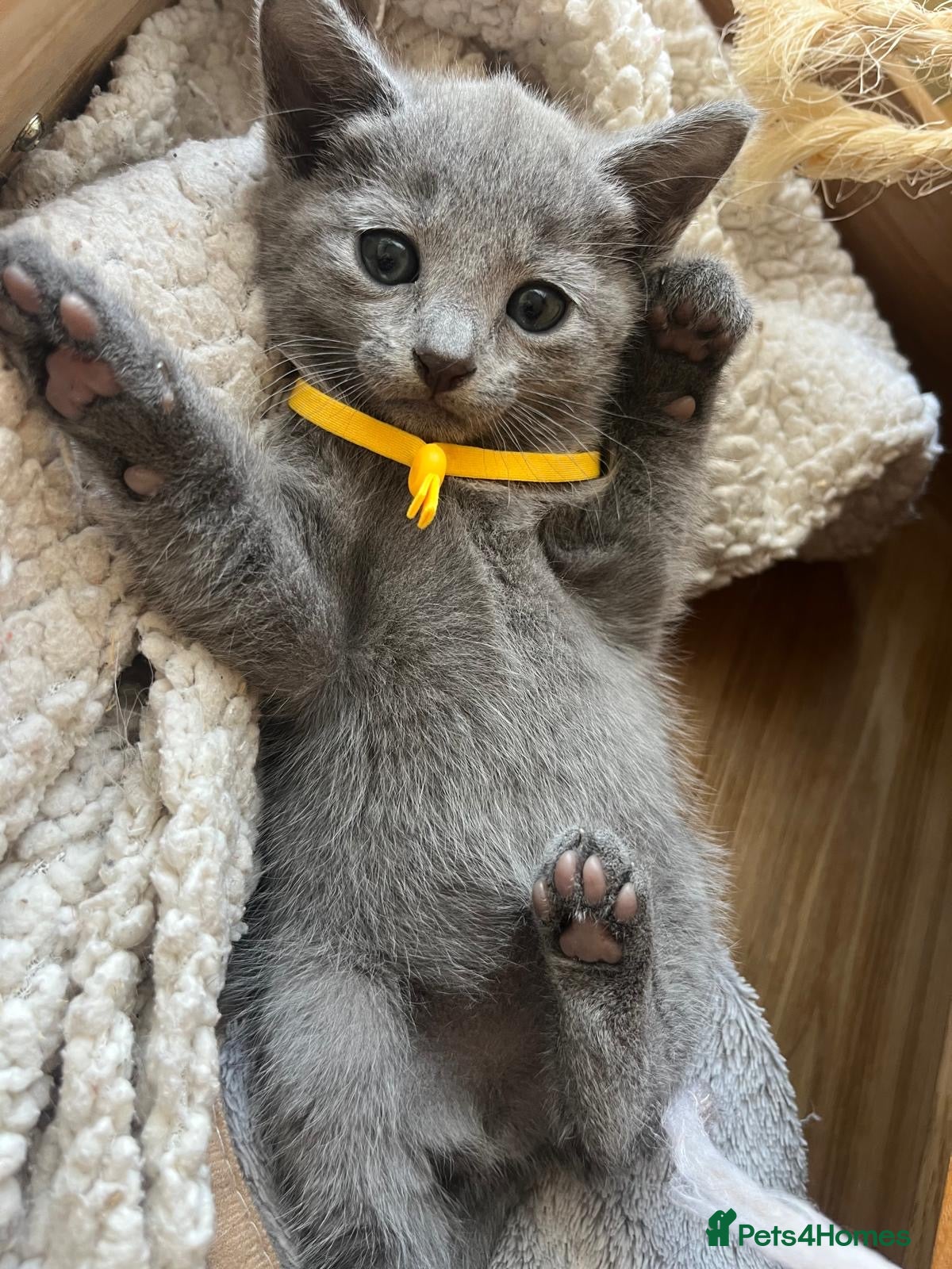 Russian Blue cats TICA REGISTERED Pure Breed Russian Blue Kittens - Advert 1